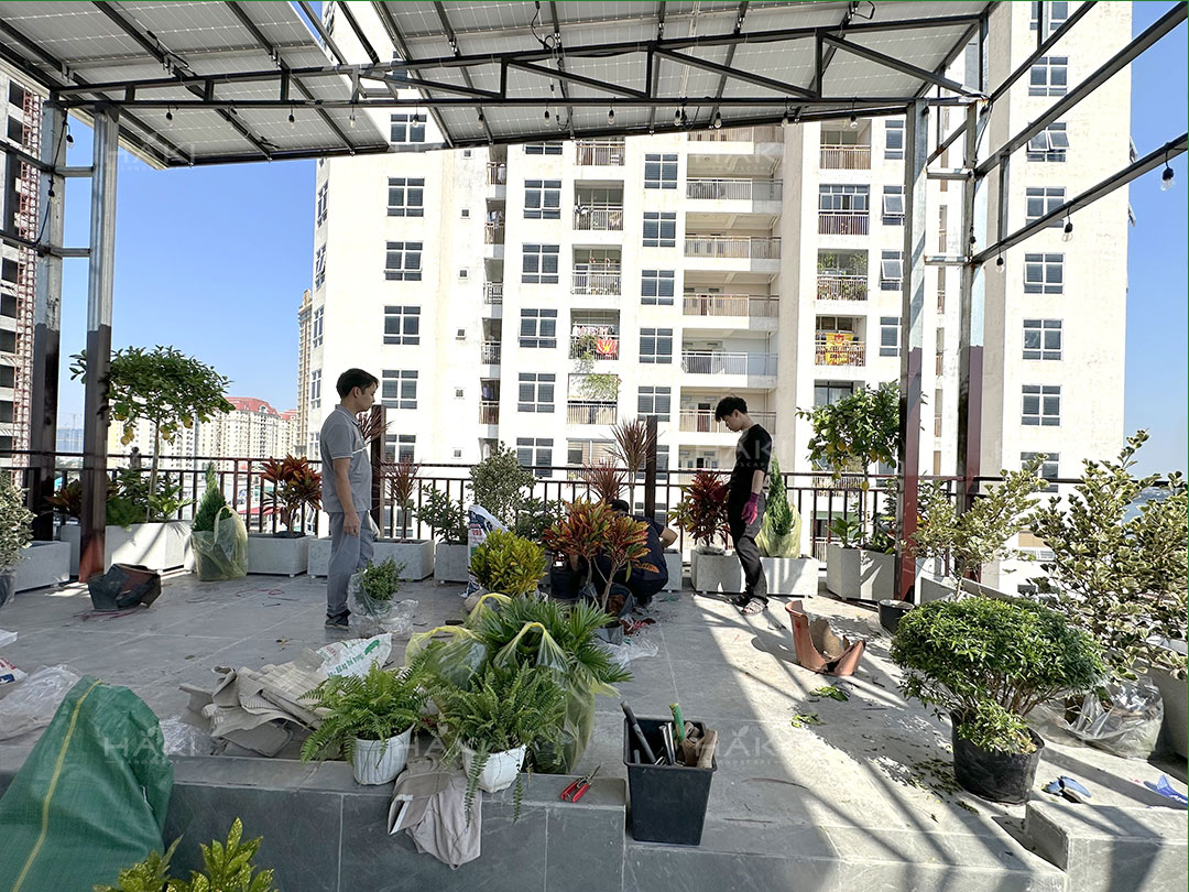 trồng cây sân thượng