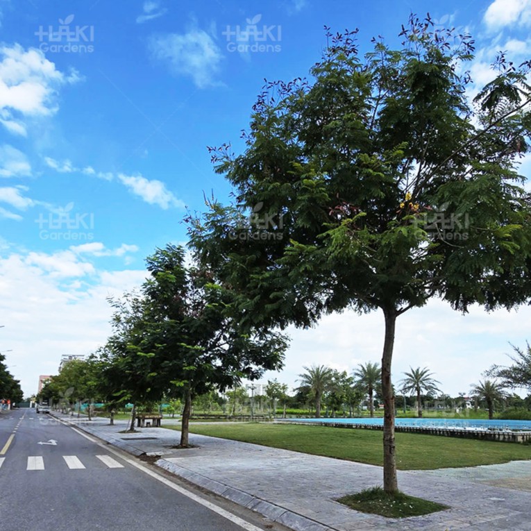 danh mục sản phẩm cây công trình