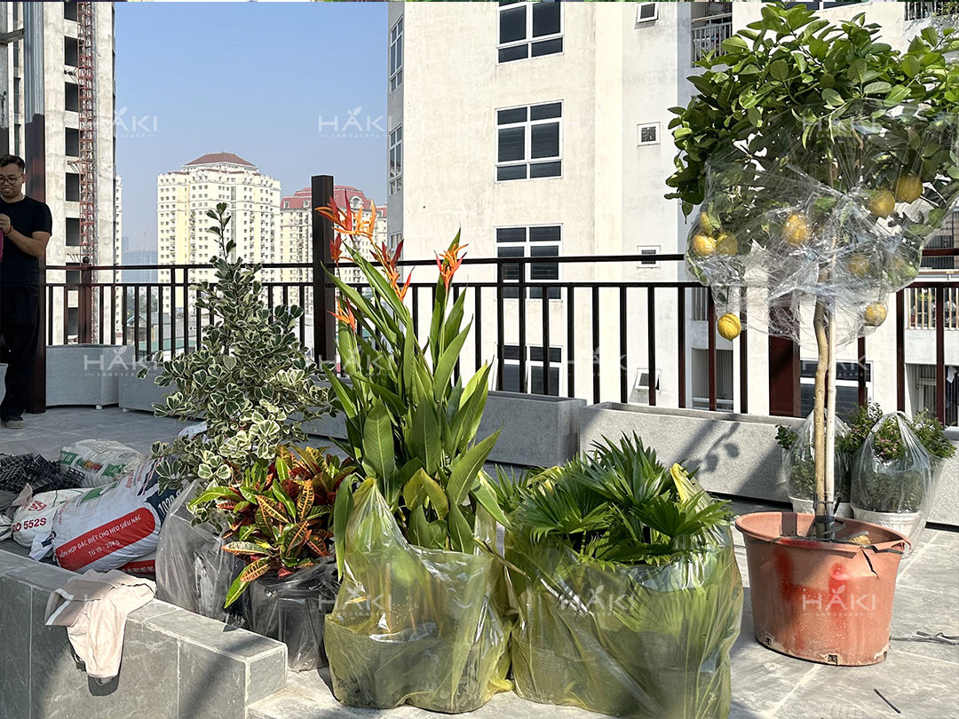Cây chanh vàng, cây cọ và các loại cây cảnh khác