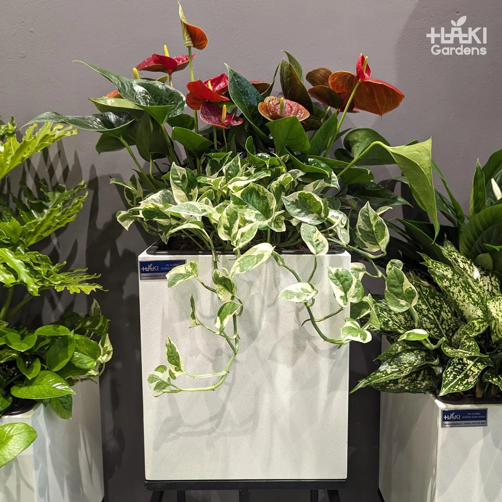trầu bà cẩm thạch