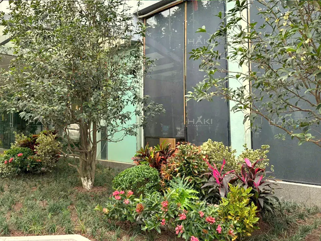 Cây mộc hương cảnh quan