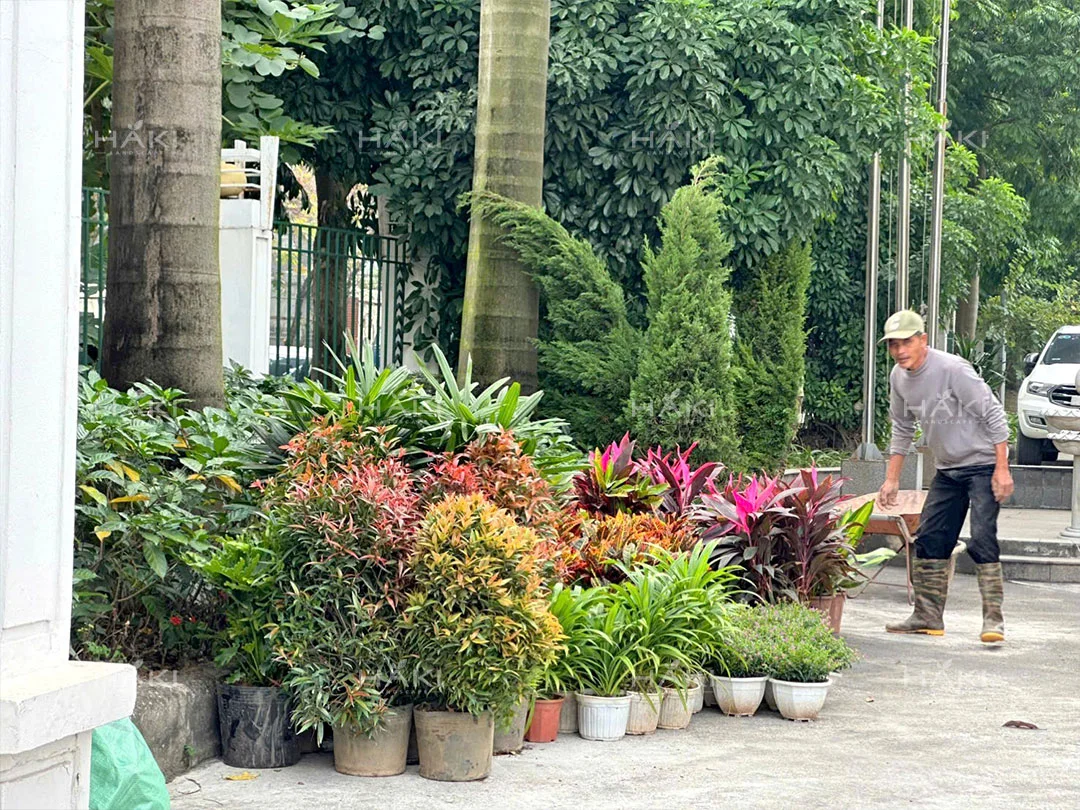 cây bụi trồng sân vườn