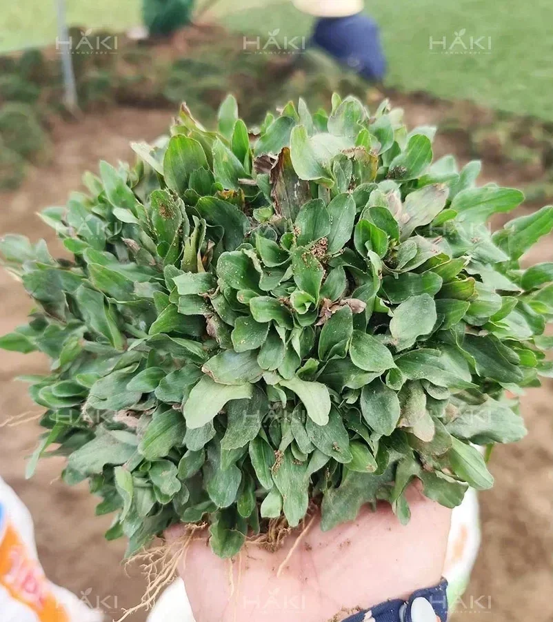 cỏ lá gừng