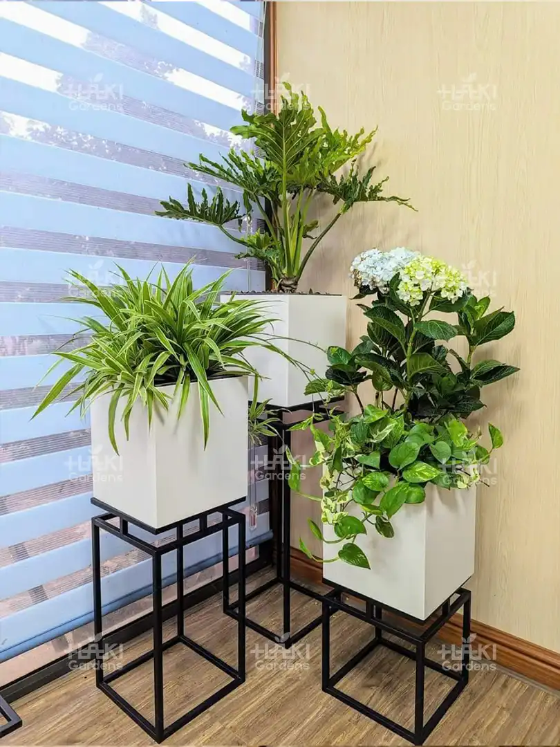 chậu cây cảnh