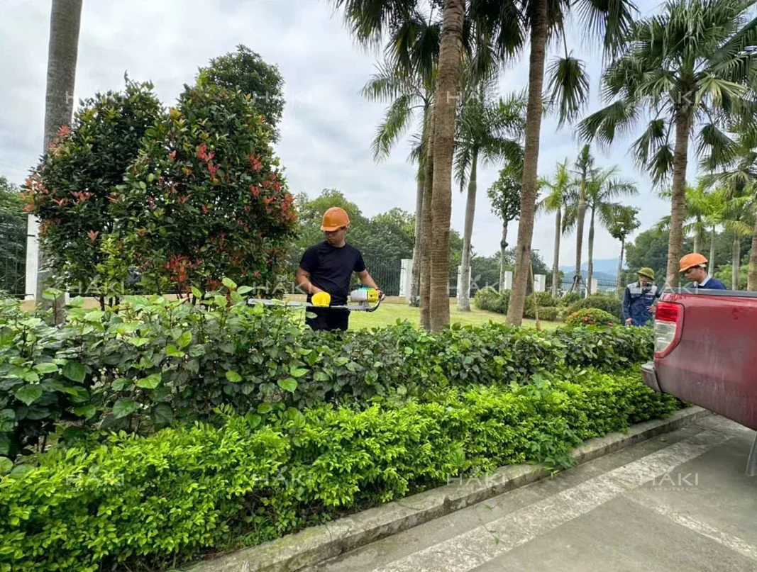 cắt tỉa hàng rào