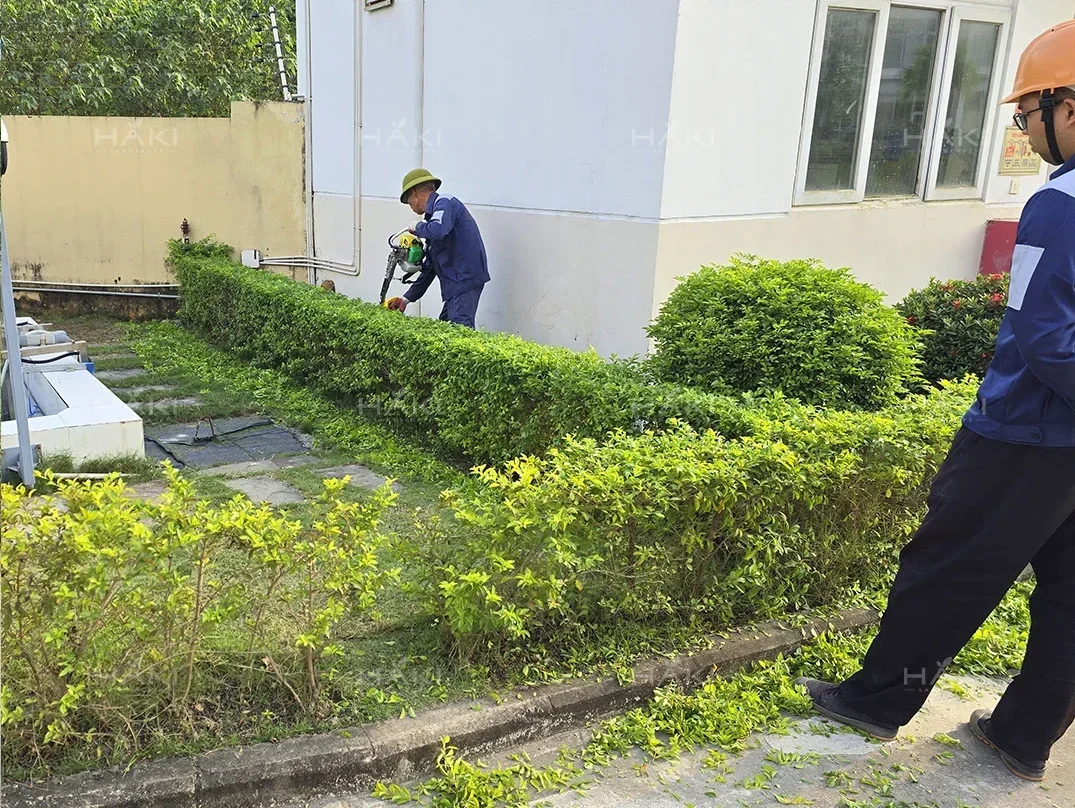 cây chuỗi ngọc