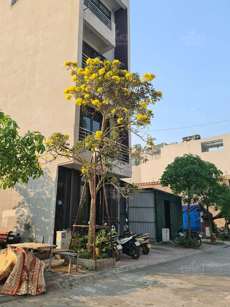 Hoa phong linh trồng trước nhà