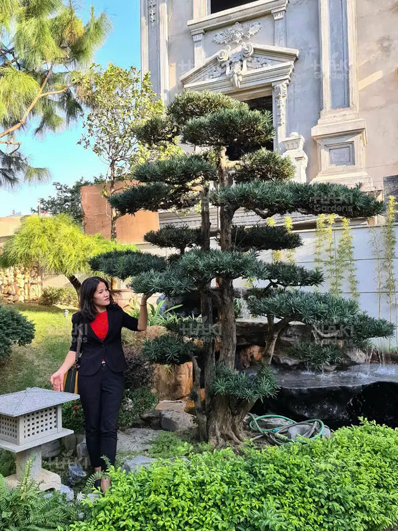 cây bonsai đẹp
