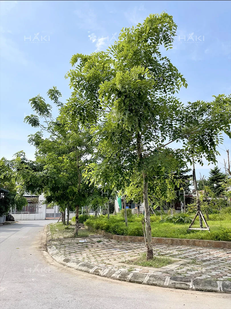 Muồng-Hoàng-Yến-cùng-thảm-cỏ-phía-trong-xanh-tươi,-xinh-đẹp.