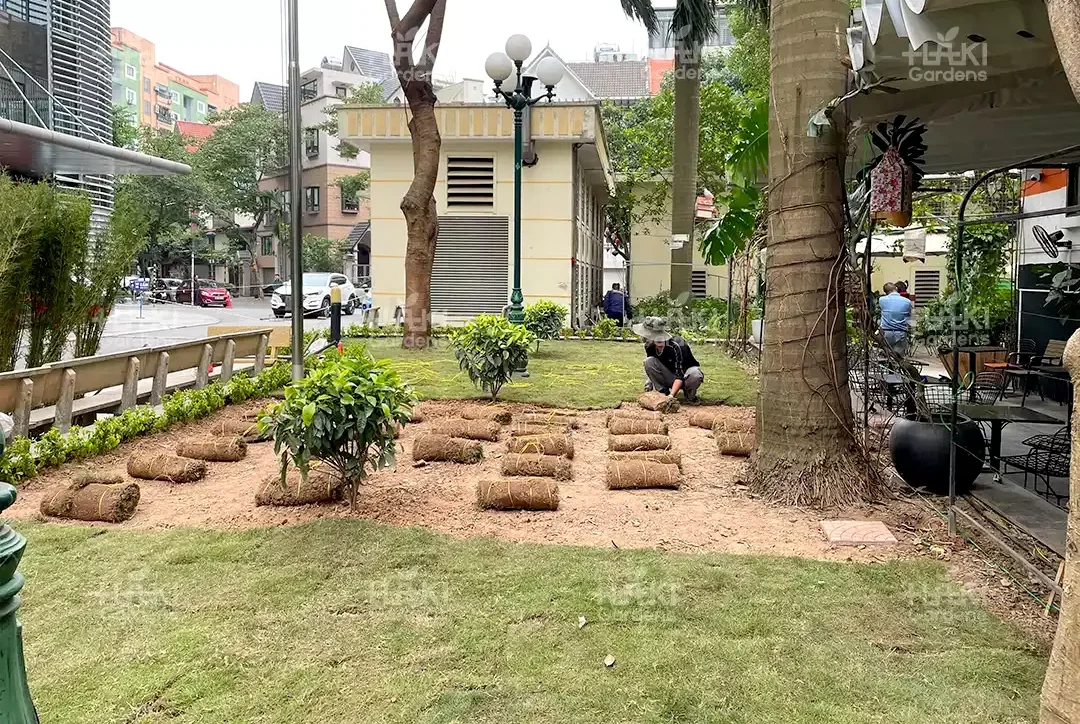 cỏ nhung nhật