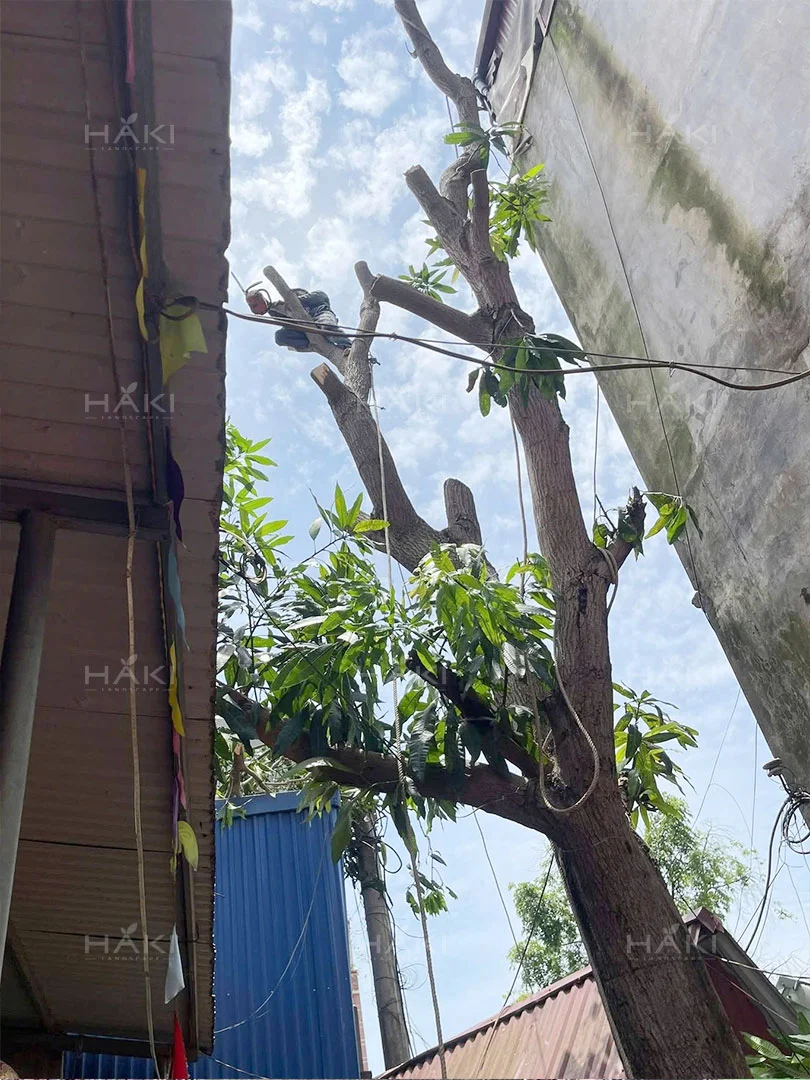 cắt tỉa cây xoài