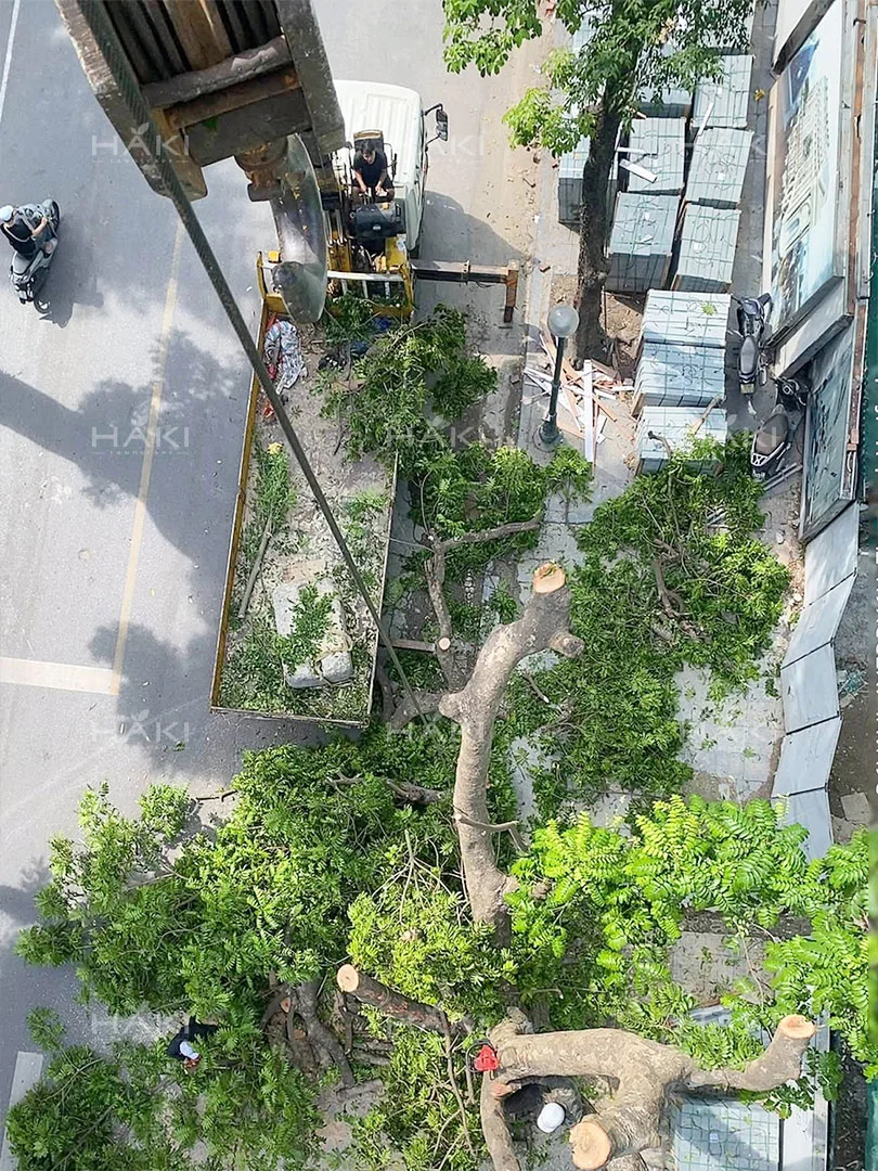 Cắt tỉa cây đô thị
