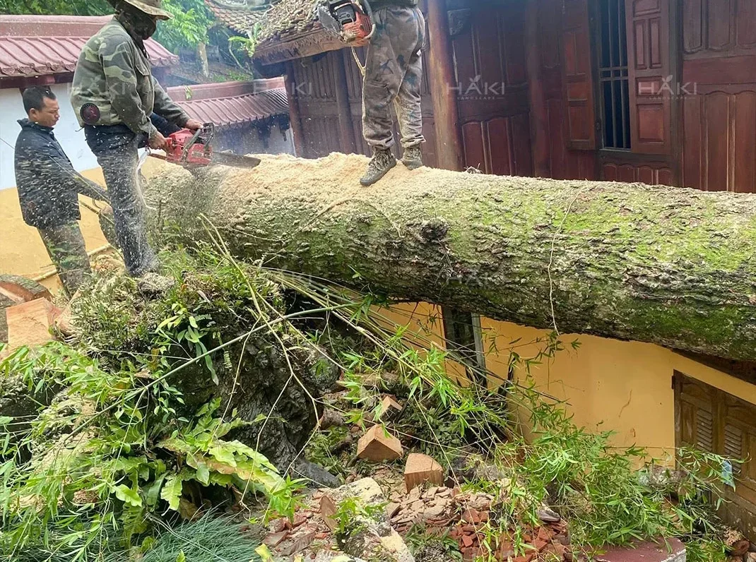 cắt tỉa cây