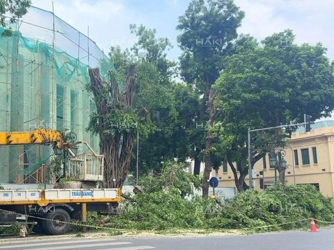 Công đoạn cắt tỉa cành lá trước khi đánh chuyển cây xanh công trình