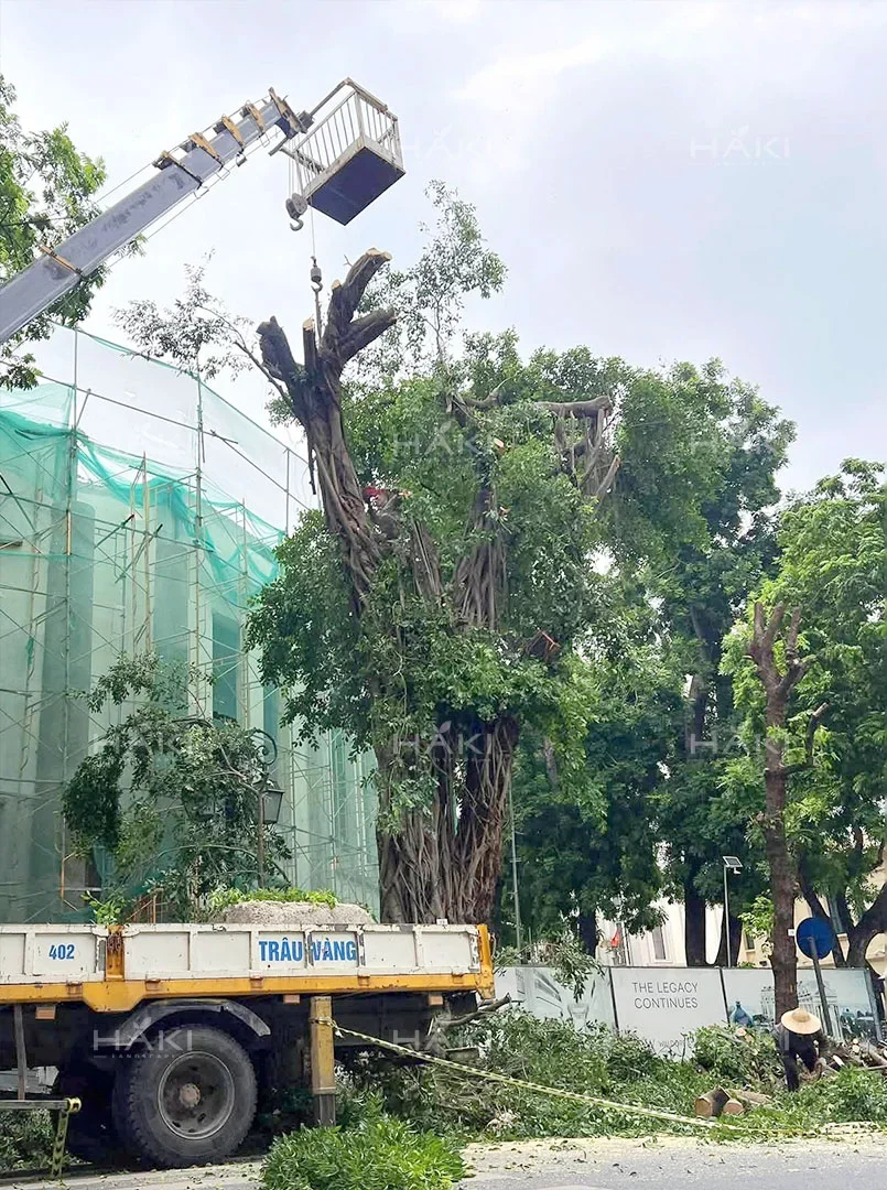 cắt tỉa cây trước khi vận chuyển
