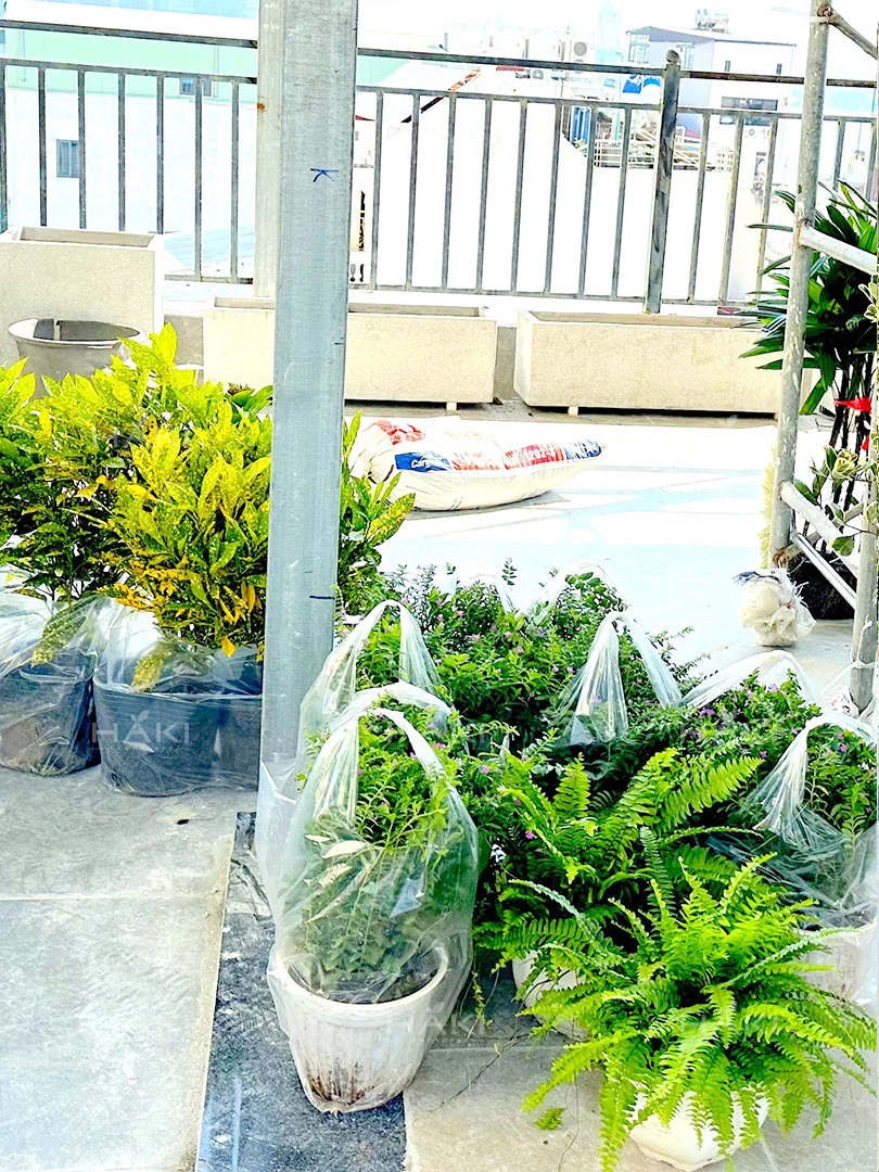 dương xỉ xanh mướt