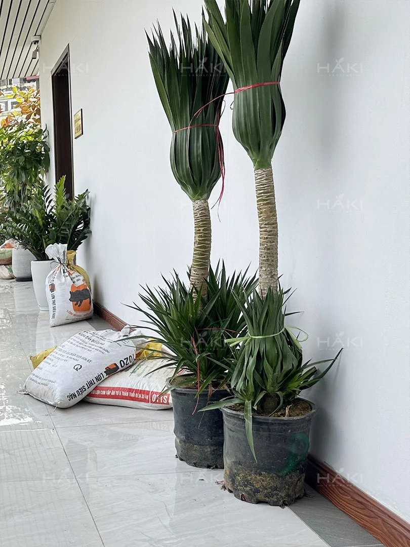 Phát tài núi là một trong những loại cây được sử dụng cho công trình.