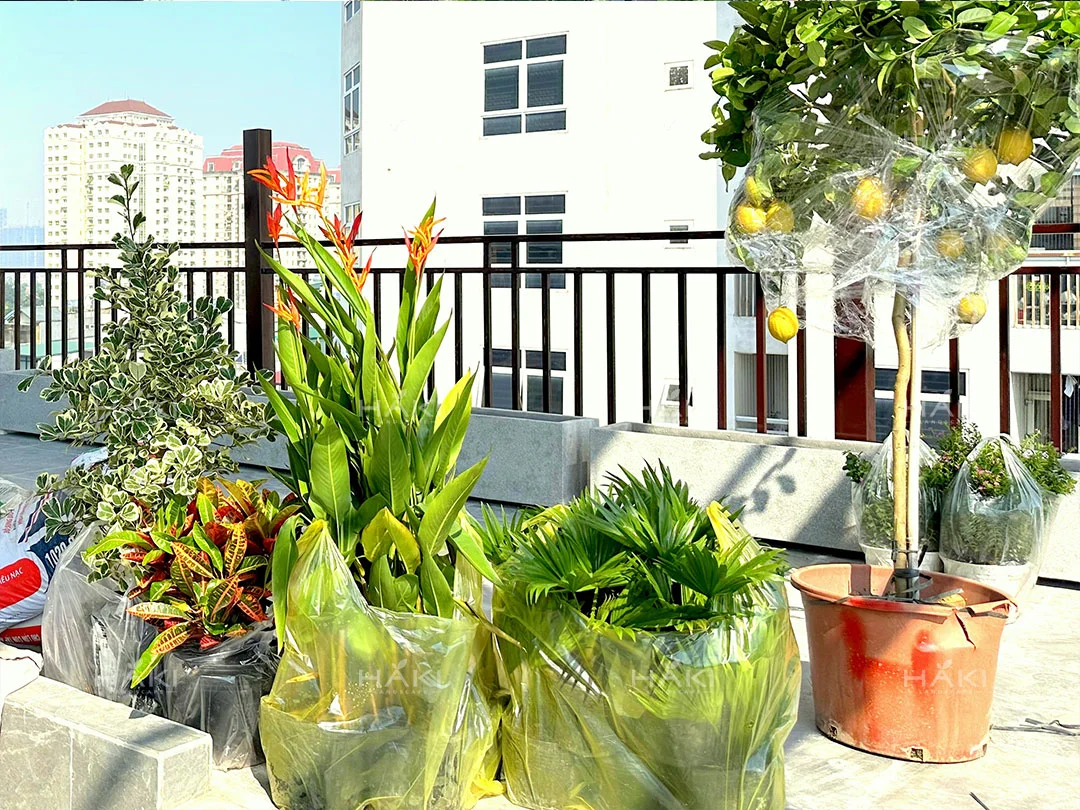 các loại cây cảnh quan
