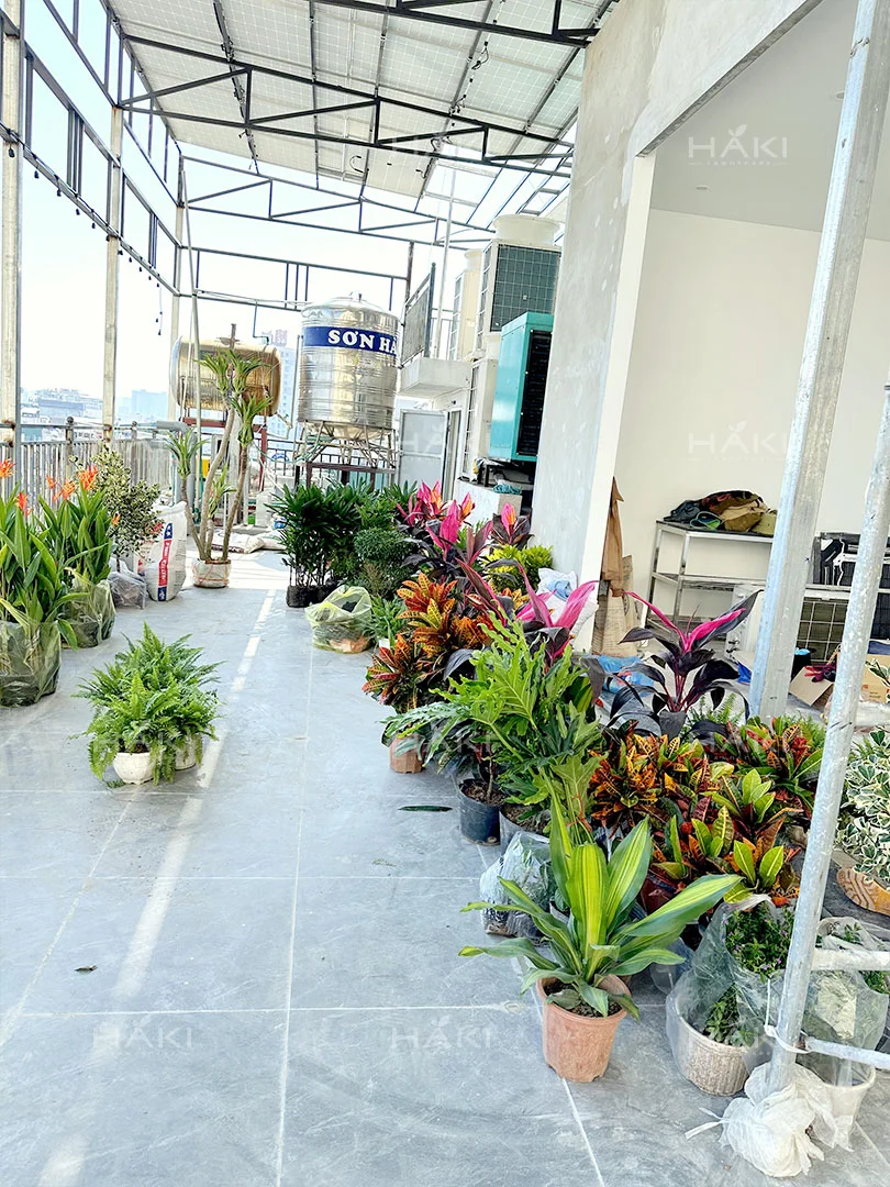 cây bụi chịu nhiệt tốt