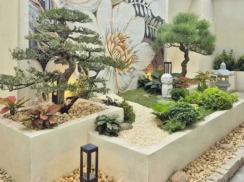 Tùng la hán trồng sân vườn
