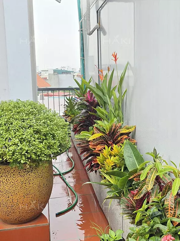 Thiên điểu, Cô tòng lá màu và Huyết dụ đỏ