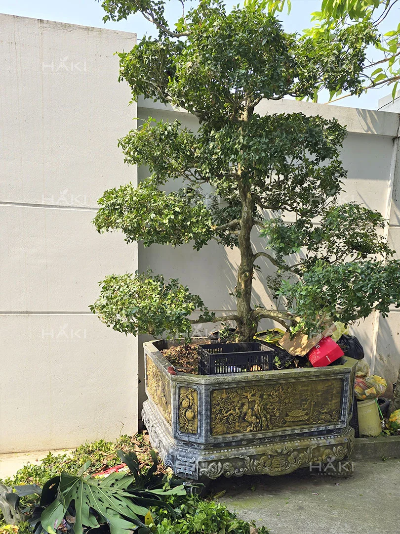 Cây bonsai dẹp