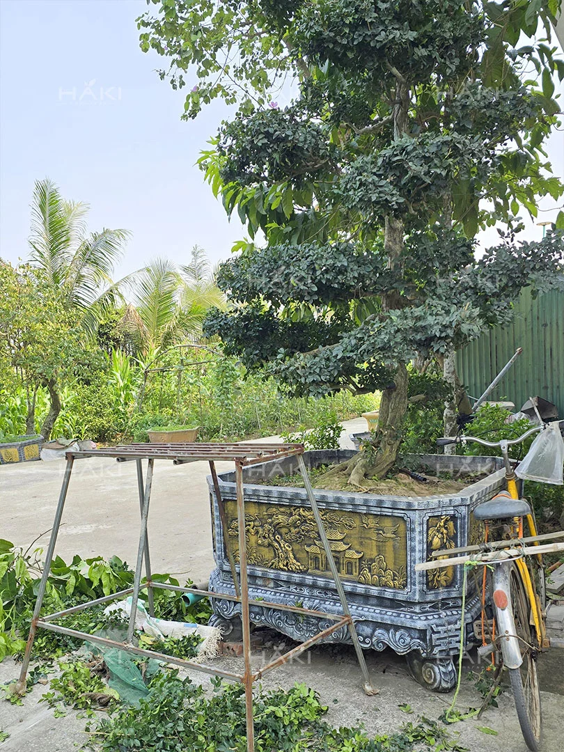 Cắt tỉa cây bonsai