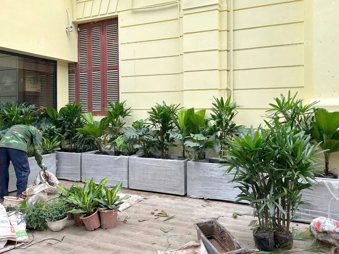 trồng cây sân vườn