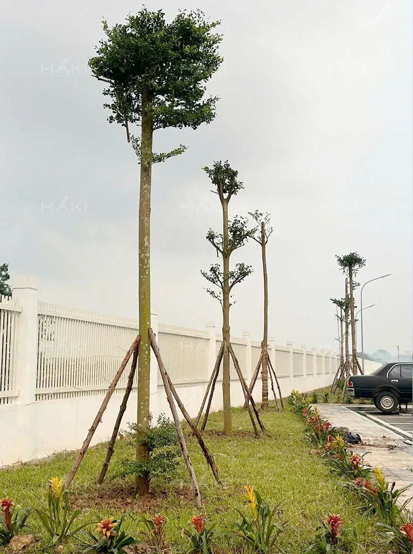 thi công cảnh quan đô thị