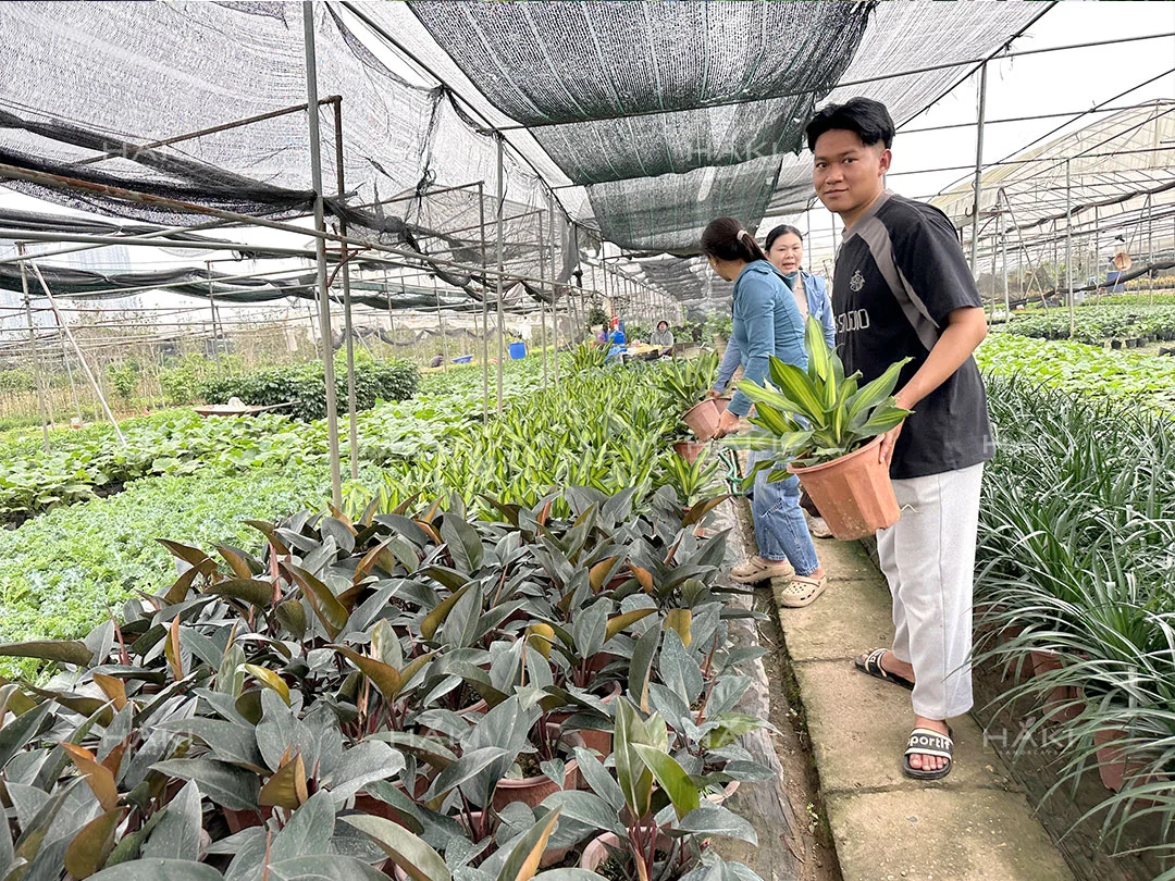 cây giống tại vườn