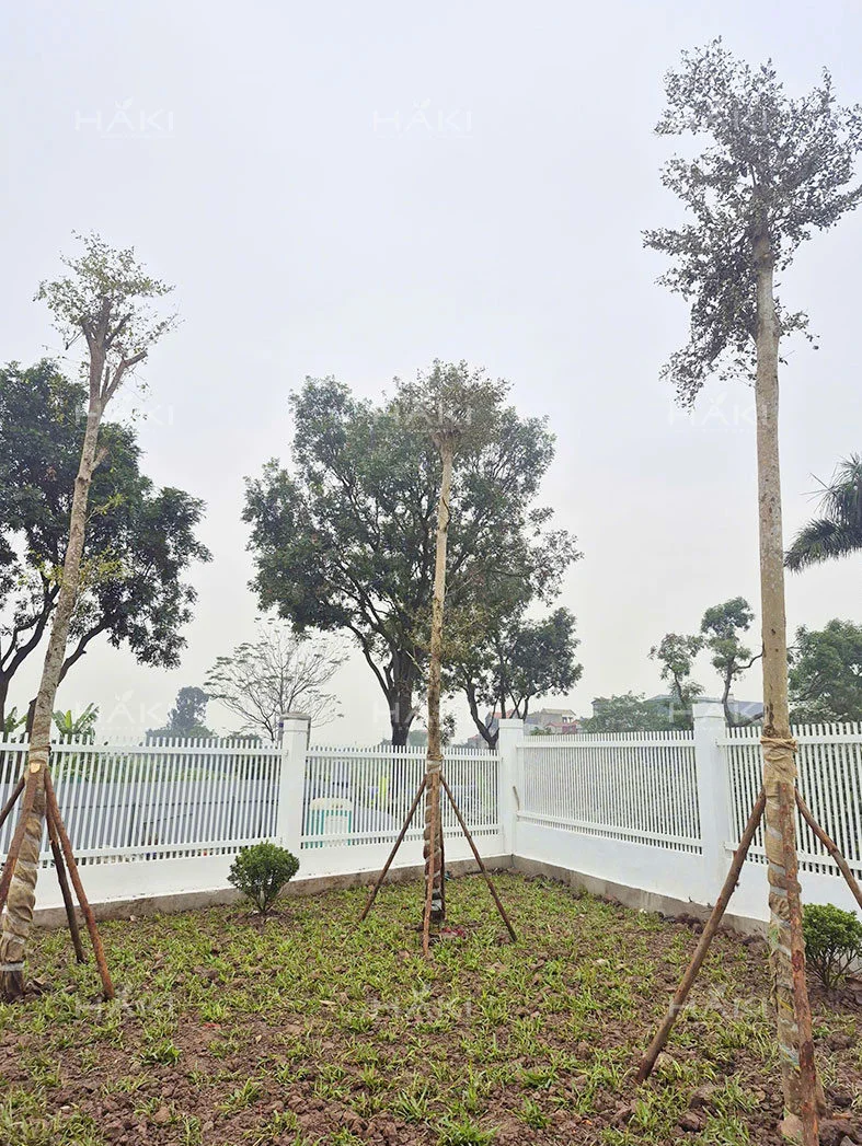 thi công cảnh quan