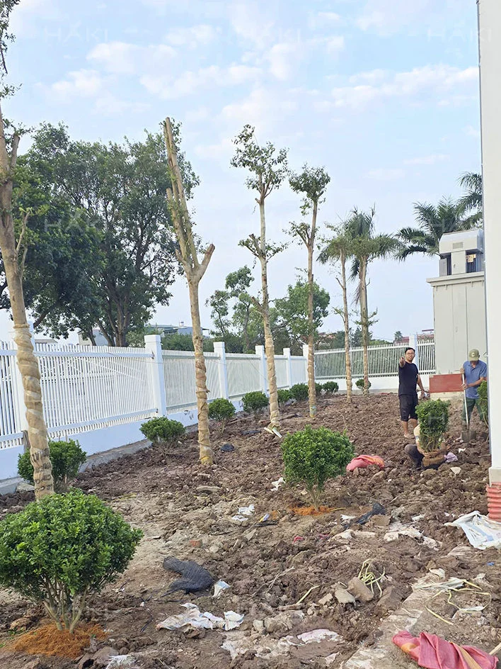 trồng cây công trình