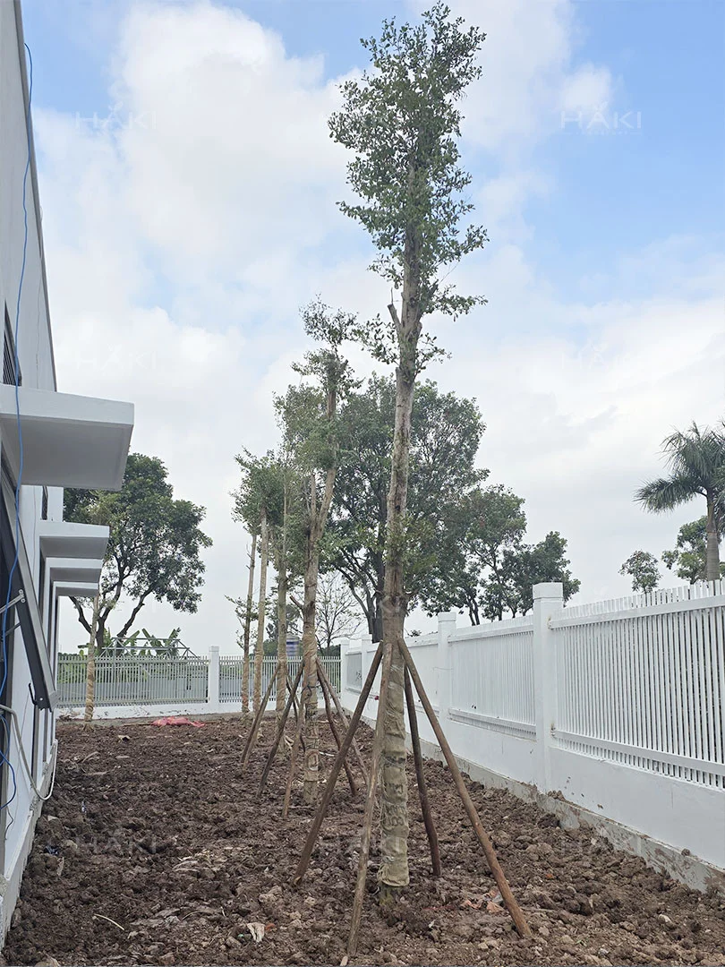 Trồng cây công trình