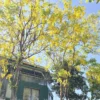 cây Osaka trồng trước cửa nhà