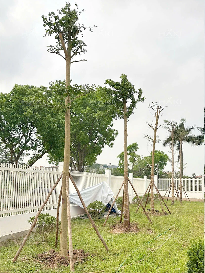 trồng cây bóng bát