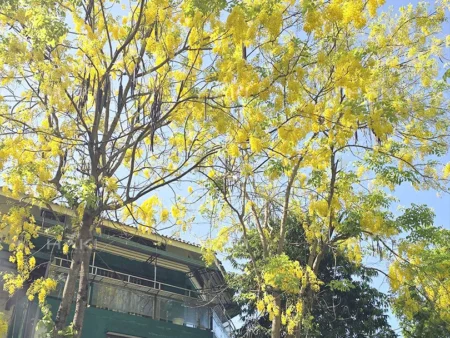 cây Osaka trồng trước cửa nhà