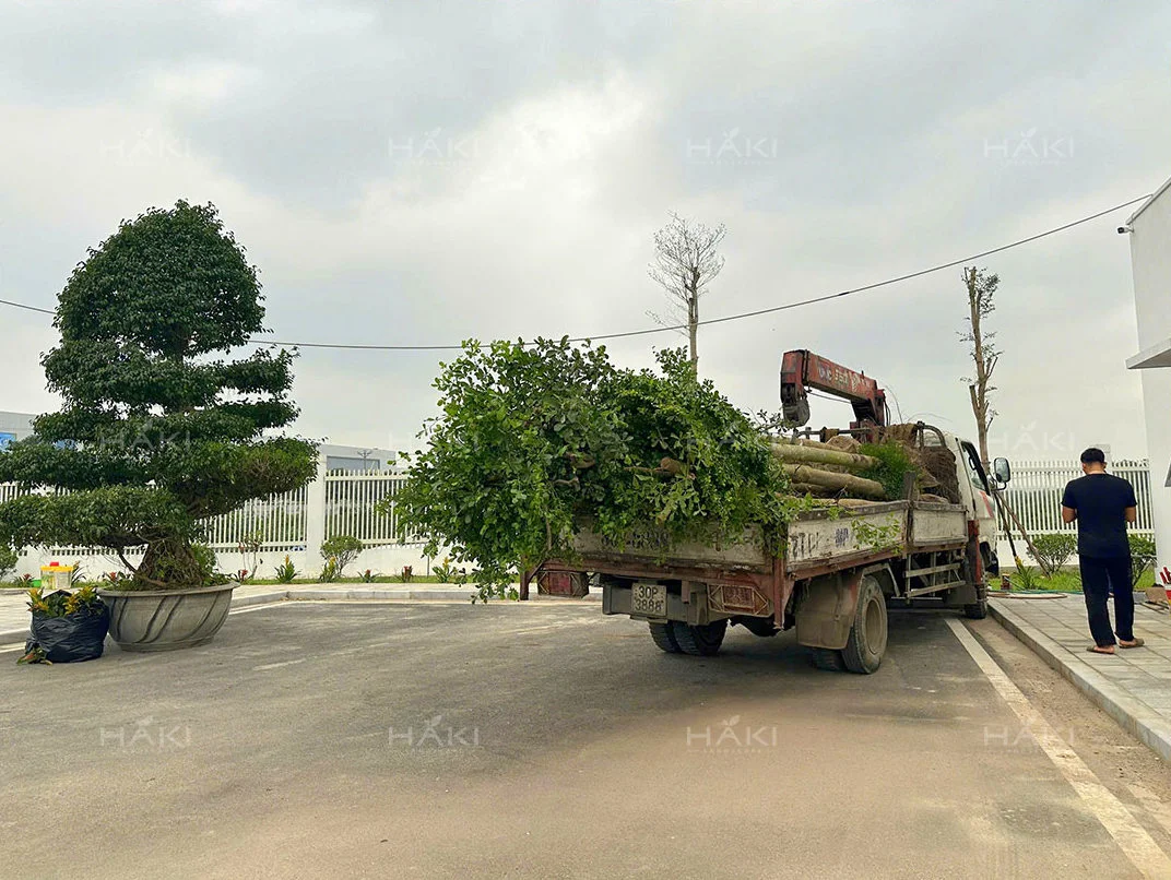 trồng cây công trình