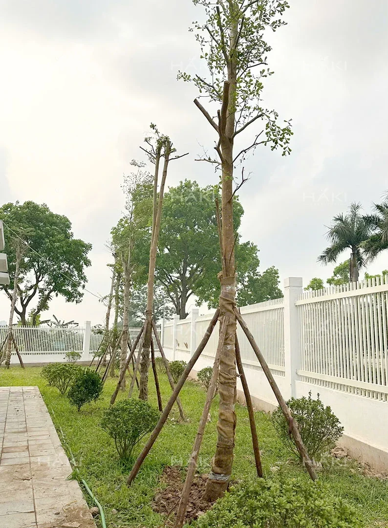 thi công cảnh quan đô thị