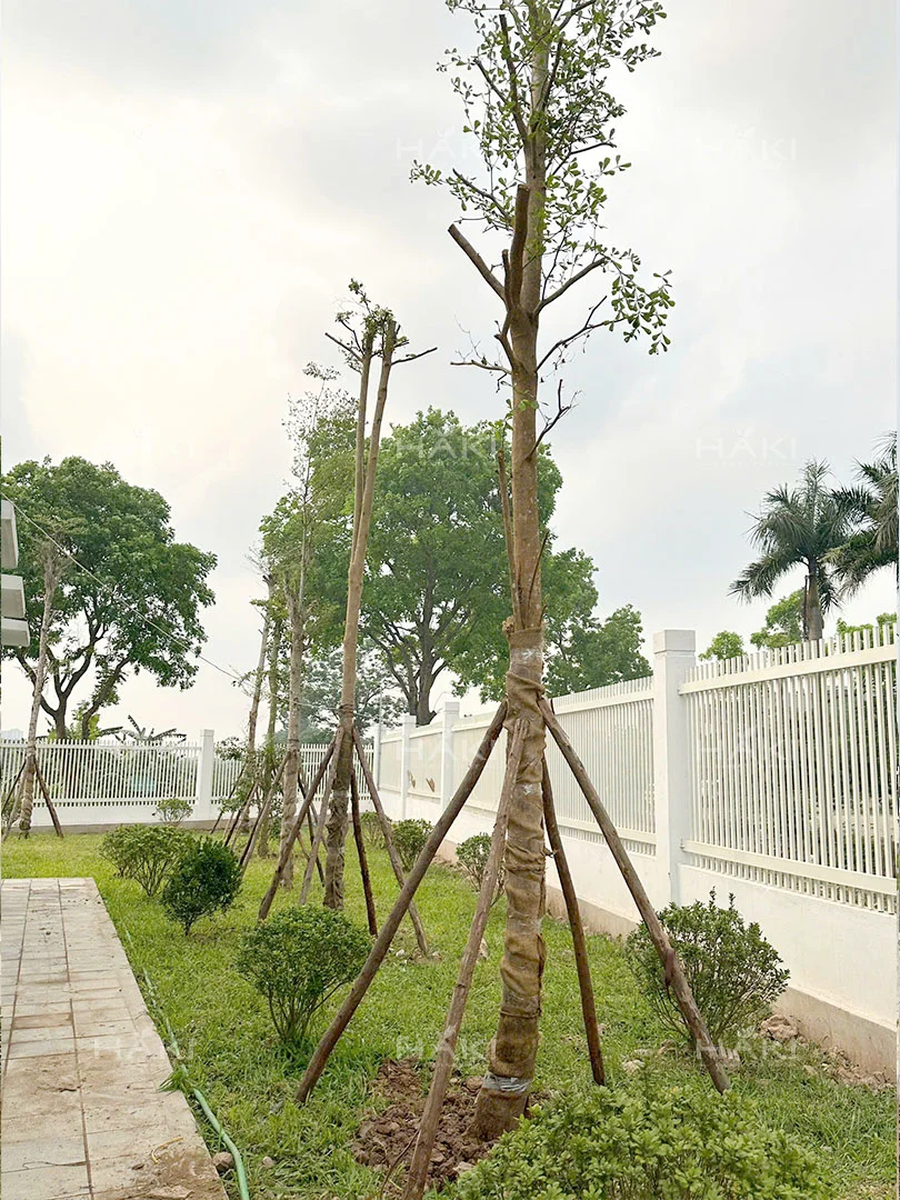 thi công cảnh quan đô thị