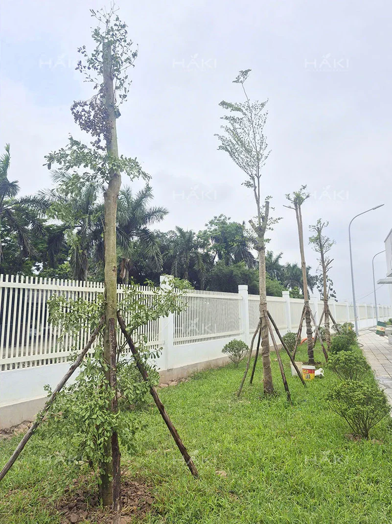 thi công cảnh quan đô thị