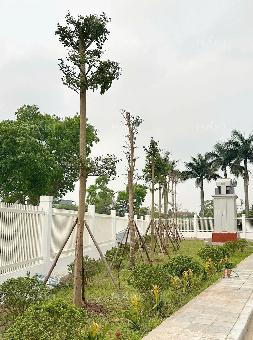 thi công cảnh quan đô thị