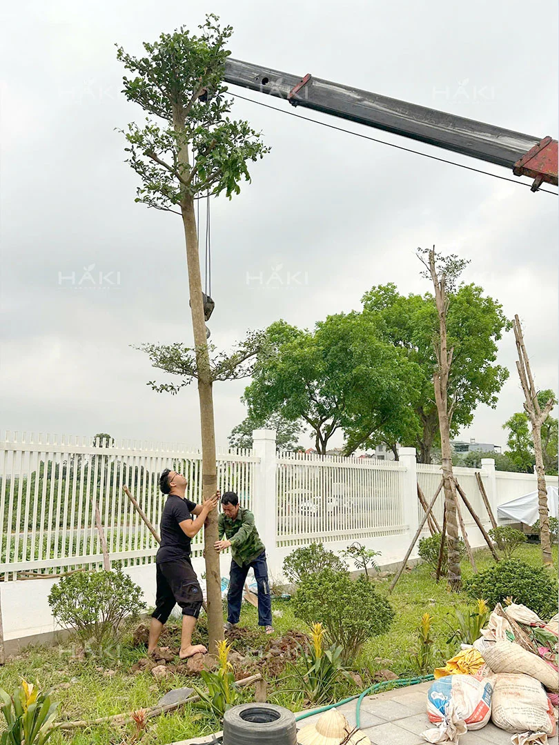 trồng cây công trình