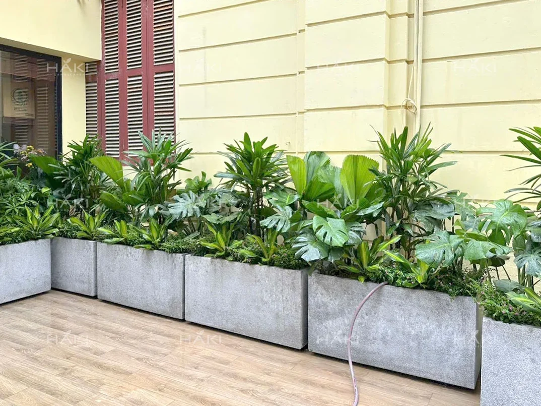 cây trồng sân vườn