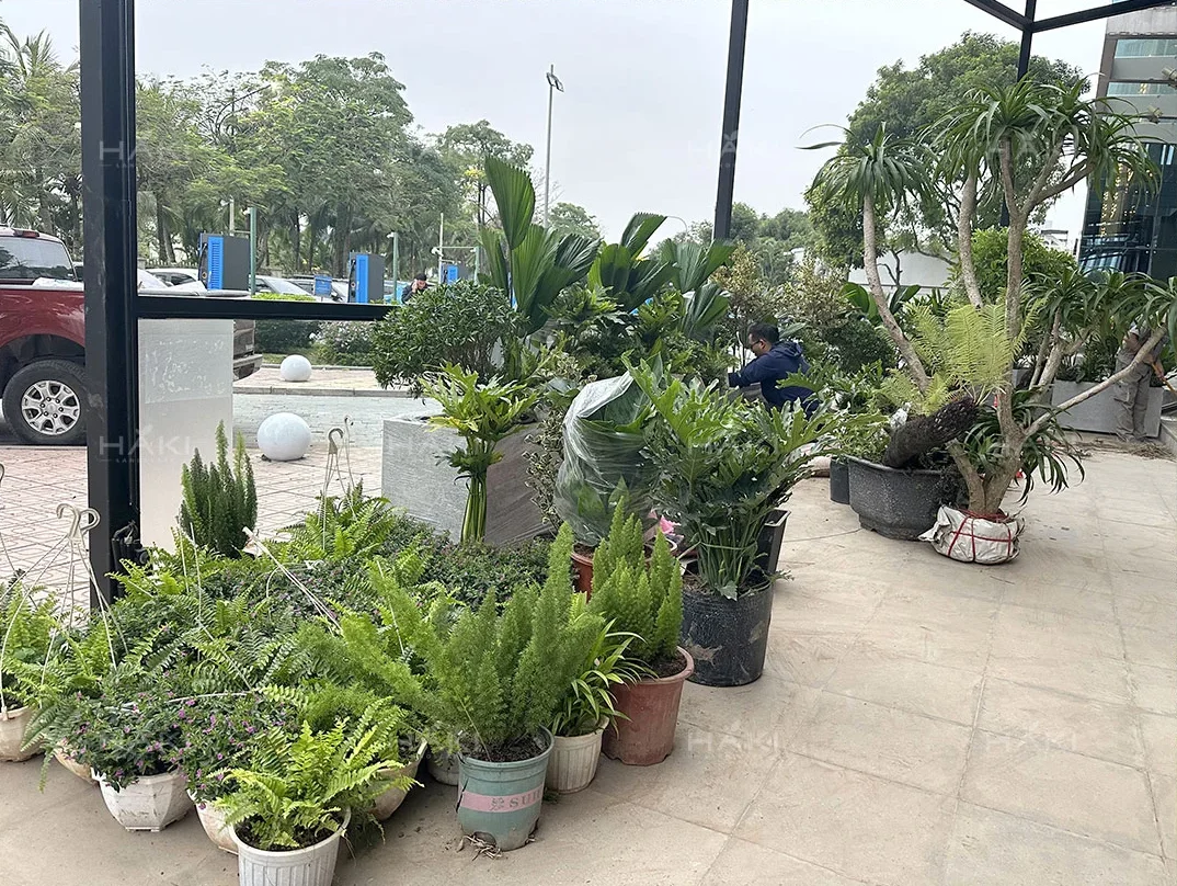 cây trồng chậu