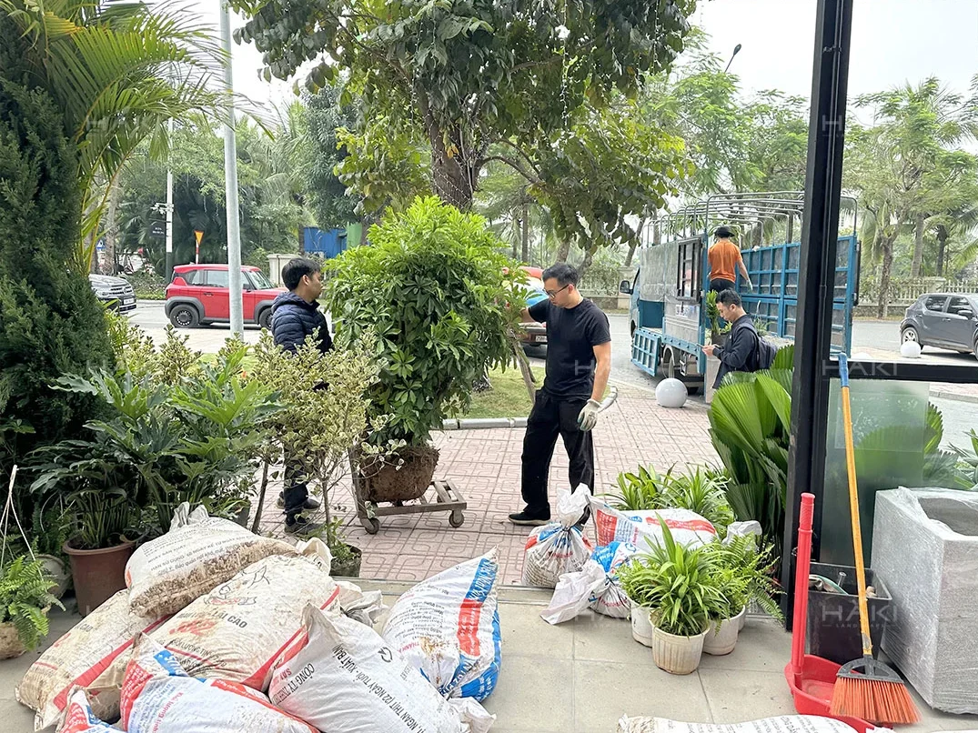 cây sân vườn