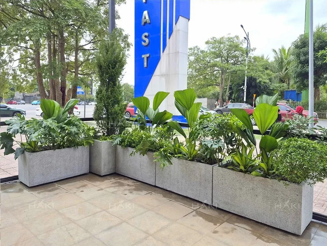 cây sân vườn đẹp