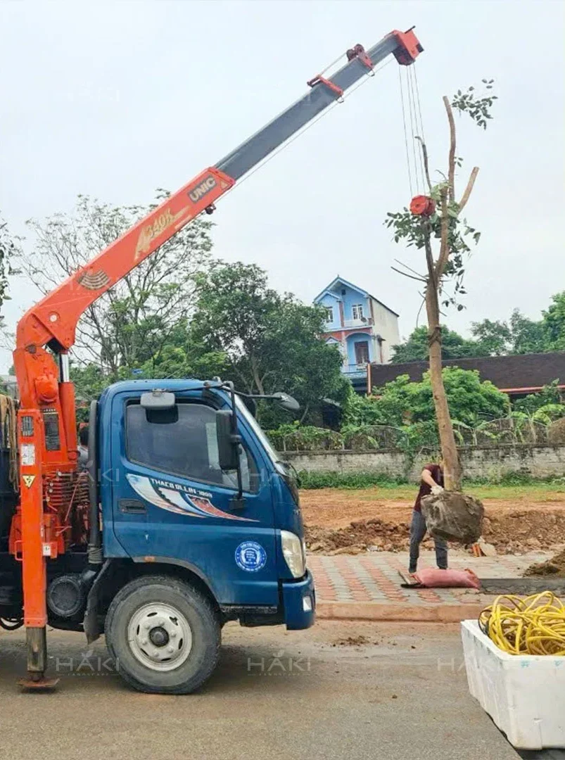 Dùng cẩu để đặt cây xuống hố