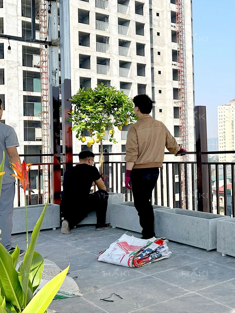 trồng cây chanh vàng Mỹ
