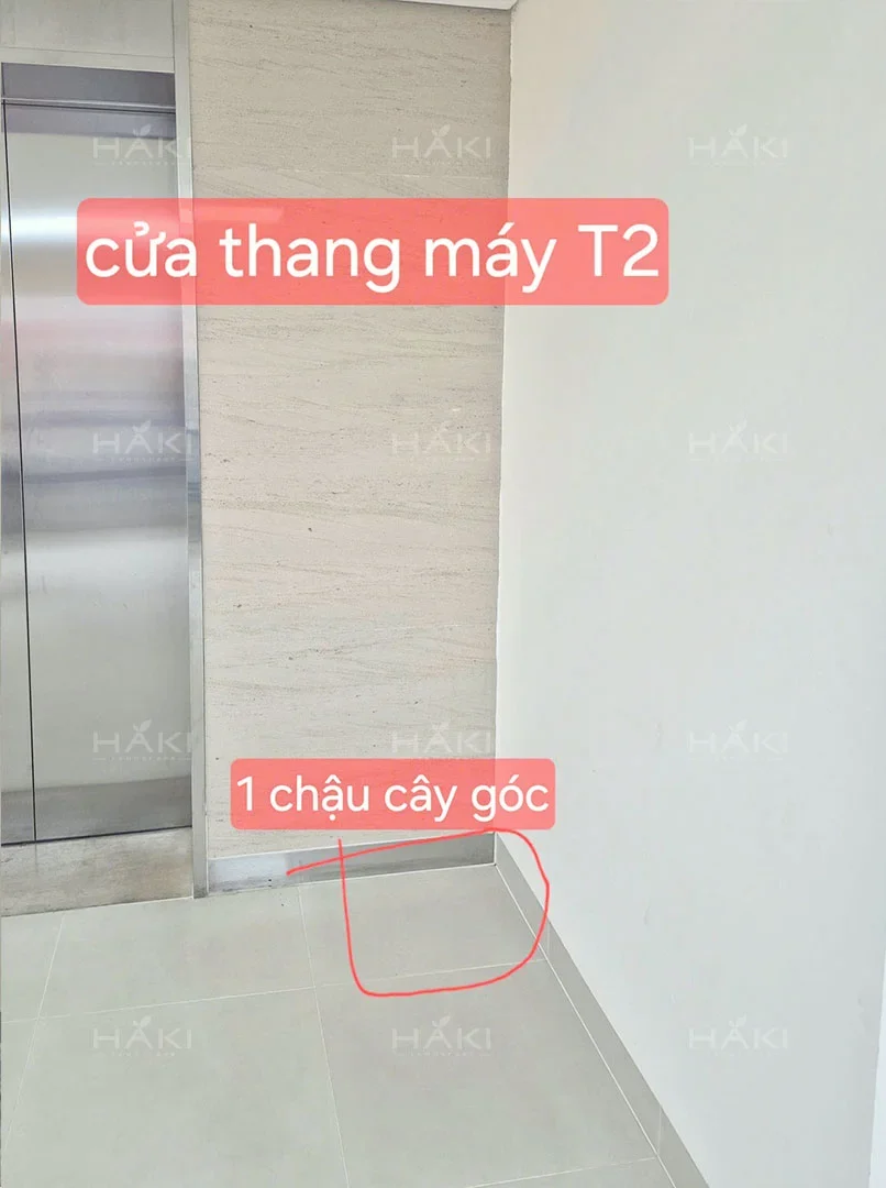 Khảo sát vị trí dự kiến bố trí cây xanh tại khu vực thang máy T2.