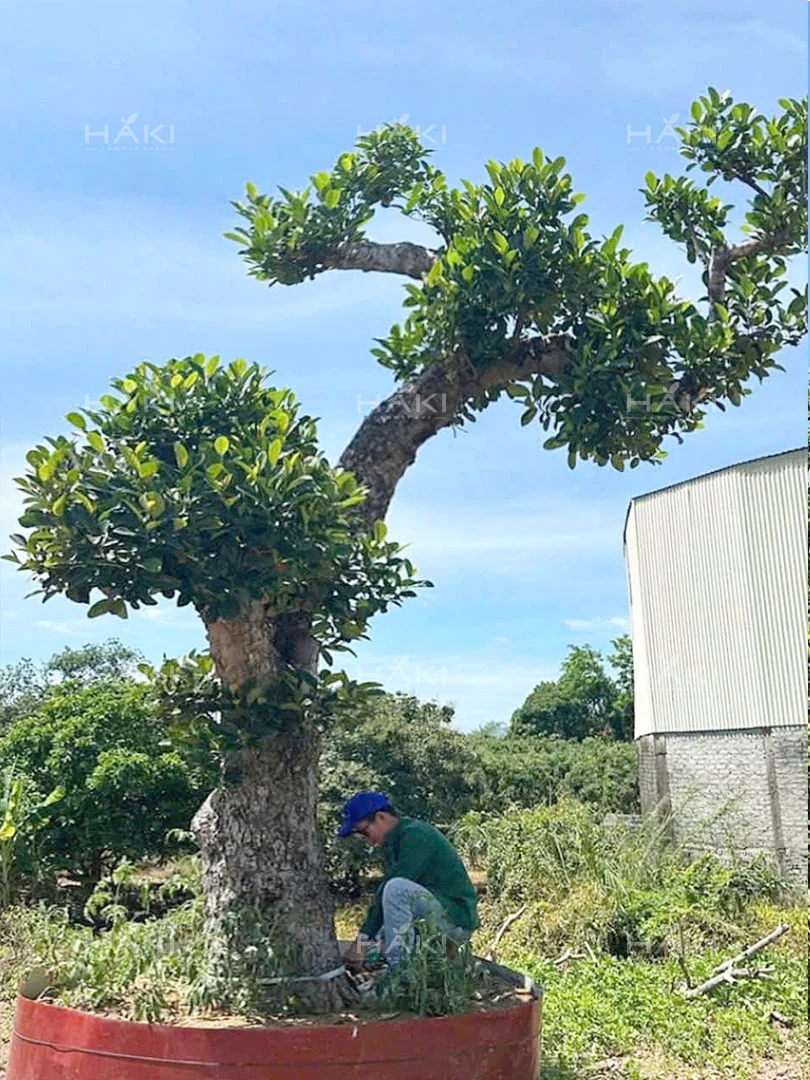 Đánh chuyển cây cảnh